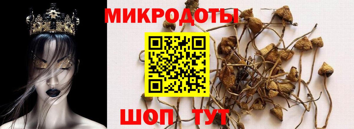 Псилоцибиновые грибы GOLDEN TEACHER Карталы